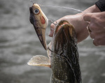 Duncan Lures M Duncan Lures M